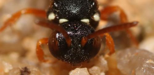 Nomada errans